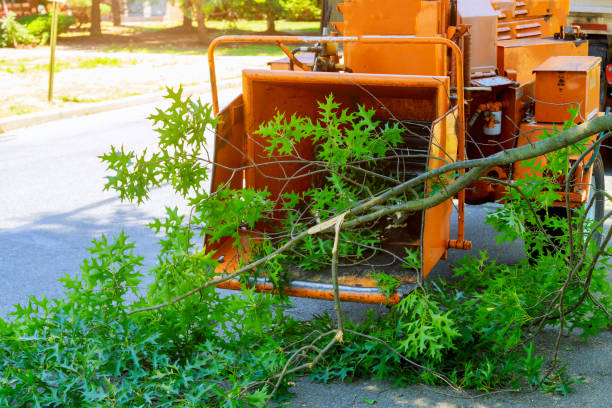 Best Tree Disease Treatment  in USA